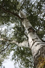 Fototapeta premium tree in the forest birch 