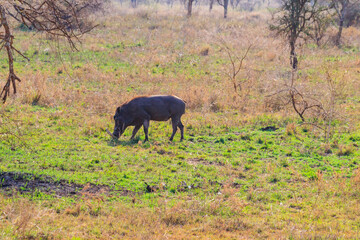 Common warthog (Phacochoerus africanus) in savanna in Serengeti national park, Tanzania