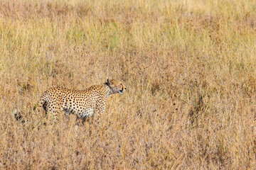 Cheetah (Acinonyx jubatus) in dry savanna in Serengeti National park in Tanzania