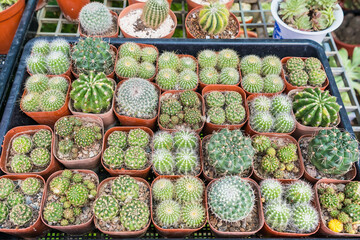Beautiful cactus in flowerpot with sunlight for background and texture in the tree shop
