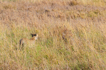 Cheetah (Acinonyx jubatus) in dry savanna in Serengeti National park in Tanzania
