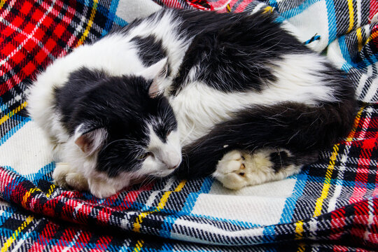 Cute lazy cat is lying on a checkered plaid