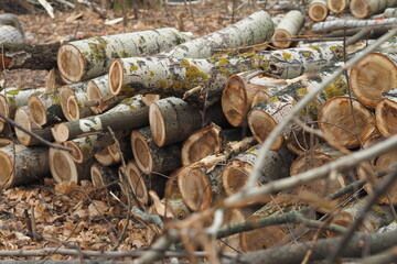 Forestry. Deforestation, obtaining timber. Logging industry. Ecology and forest protection.