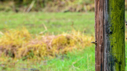 Small land Waran peeking out from the hole in the wooden pylon near a paddy field.