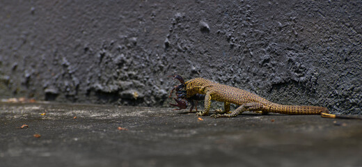 Varanus catch a scorpion in the mouth.