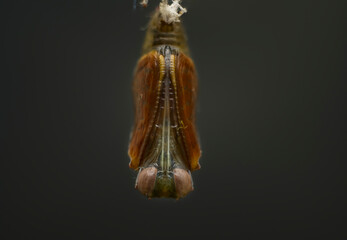 Pupa Stage in the life cycle of a butterfly, Spotted rustic is undergoing complete metamorphosis to emerge as a beautiful adult butterfly. Chrysalis close up macro photograph against a dark background