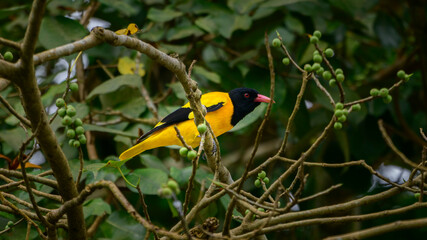 Black-hooded oriole perched on a banyan tree branch to eat delicious banyan fruits.