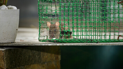 House rat trapped inside the metal mesh rat trap cage.