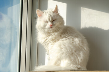 cute white cat sits by the window, basking in sun. Contented cat squinting on sunny day. Happy pet.