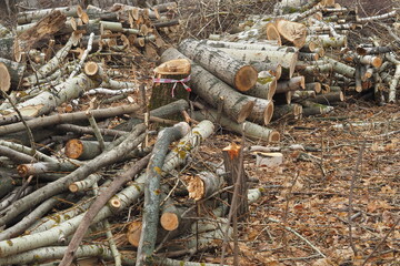 Forestry. Deforestation, obtaining timber. Logging industry. Ecology and forest protection.