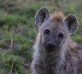 adorable backlit portrait of spotted hyena looking curiously in the wild masai mara, kenya