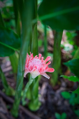 Fototapeta premium Torch ginger or Etlingera elatior, beautiful edible flower in the garden.