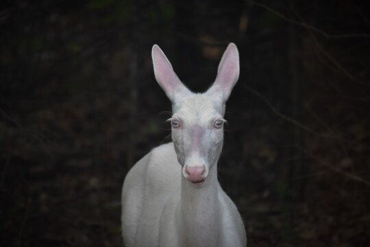 Albino deer: ready for my close-up