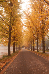 Beautiful yellow leaf of Ginko tree with walkway in autumn season