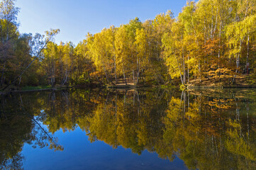 Fototapeta na wymiar Beautiful mirror reflection of the coastal autumn forest in the pond.