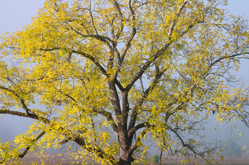 659-87 Walnut Autumn Splendor
