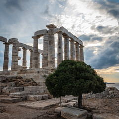 Obraz premium Olive tree at the foot of the temple of Poseidon