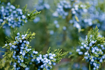 Spwigs of the Christmas tree.
