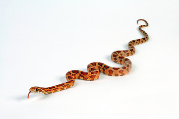 Naklejka premium Corn snake // Kornnatter (Pantherophis guttatus) - Okatee 