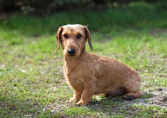 Cute wire-haired dachshund sits on the lawn