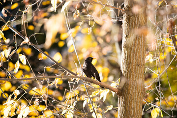 Blackbird perched on a tree branch in the forest