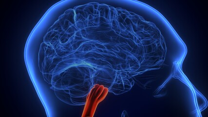 3d illustration of human brain medulla oblongata anatomy.