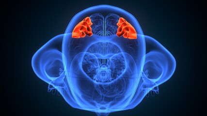 3d illustartion of human brain supramarginal gyrus anatomy.