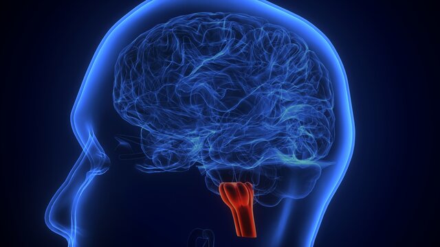 3d illustration of human brain medulla oblongata anatomy.