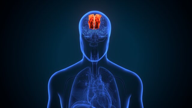 3d Illustration Of Human Brain Brain Superior Frontal Gyrus Anatomy.