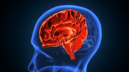 3d illustration of human in the interior brain anatomy