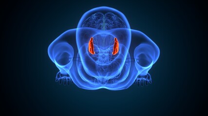 3d illustration of human brain thalamus anatomy.