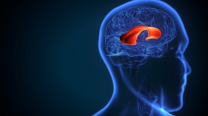 3d illustration  of human brain corpus callosum anatomy.
