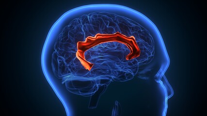3d illustration of human brain Brain cingulate gyrus Anatomy.