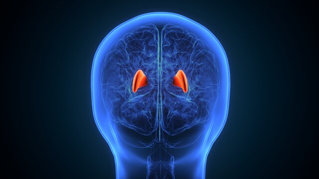 3d illustration of  human brain putamen anatomy.