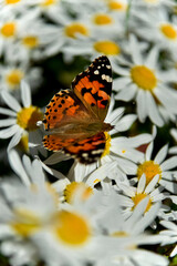 A beautiful butterfly sits on a chamomile.