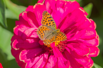 big beautiful butterfly