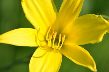 close up of yellow flower