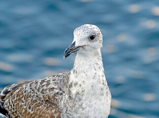 portrait of sea gull