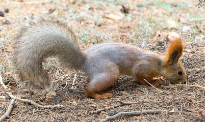 Red cute squirrel with long ears