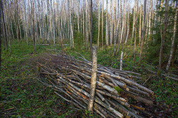 Piled up brushwood in a birch forest. The concept of clearing the forest from debris.