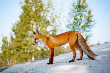 Fototapeta premium Portrait of a red fox against the background of the forest. The world of wild nature of Russia, the southern Urals. The fox looks ahead looking for prey.