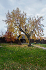 Fototapeta na wymiar autumn landscape with tree