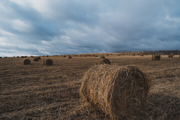 Fototapeta premium hay bales in the field