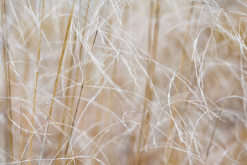Dry grass stalks. A background image with a shallow depth of field. Selective focus on thin stems.