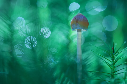 A mushroom containing psilocybin grows in moss. hallucinogenic mushroom, glare from water droplets. artistic lighting. Soft focus. Selective focusing on the timing head.