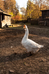 Village house, barnyard. Geese are walking in the yard, rural life