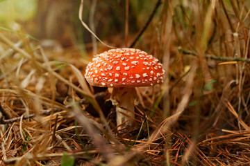 Red Toadstool During Autumn Season