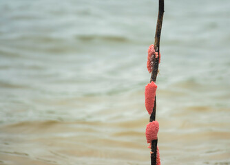 Golden apple snail eggs