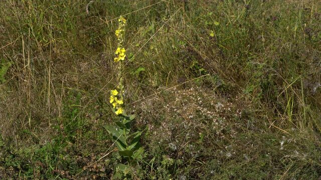 Great Mullein in slight breeze (Verbascum thapsus) - (4K)