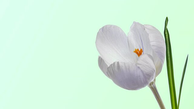 White Crocus Flower Blooming On green Background. Easter, spring, Mothers Day concept. Holiday design backdrop with place for text or image.
